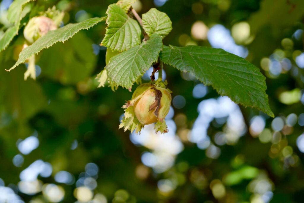 Les bienfaits de la tisane de feuilles de noisetier