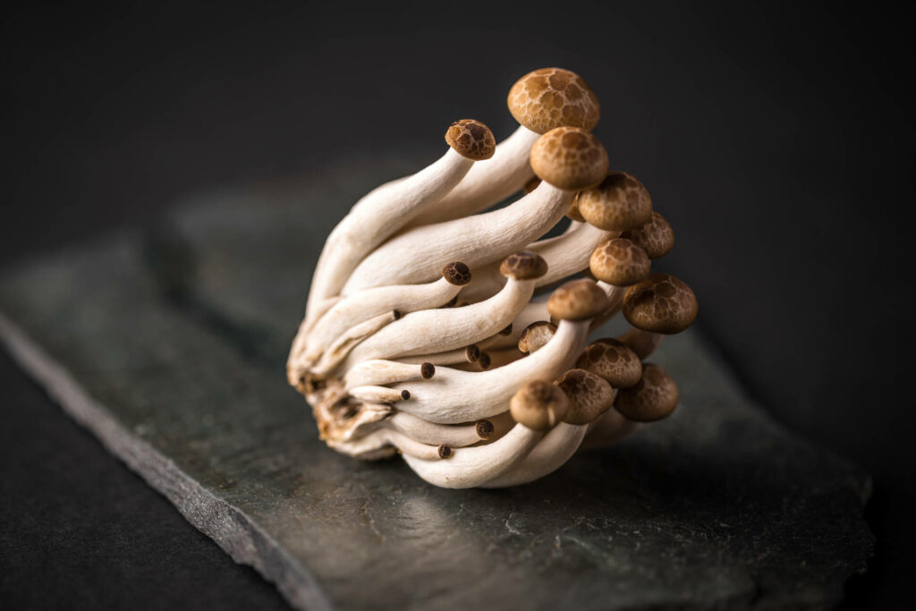 La mycothérapie : aux origines d'une médecine traditionnelle