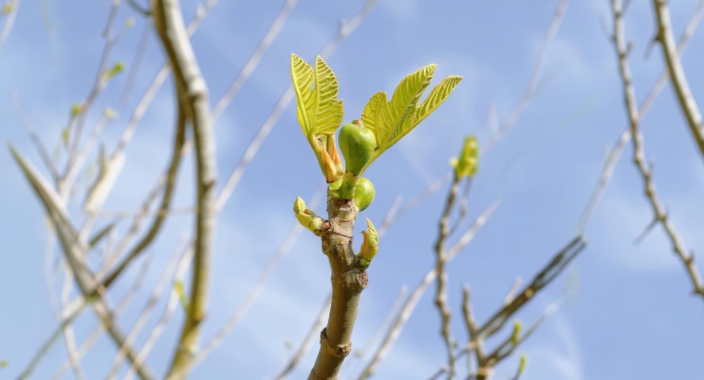 Spring Bourgeon Bourgeon de figuier : quelles sont les contre-indications à connaître ...